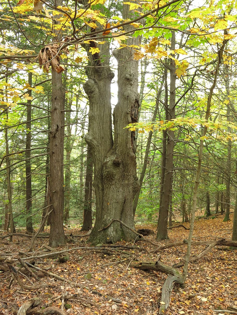 tree, forest, gnarly, ent, fog, autumn, land, plant, tree trunk HD wallpaper