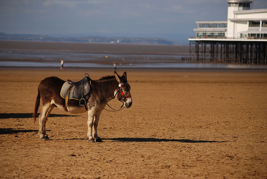 HD wallpaper: beach, donkey, saddle, pier, summer, blackpool, holiday, vaca...