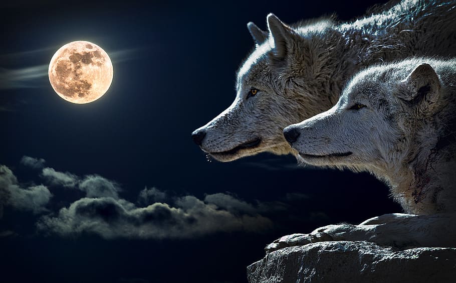 White Wolves, animal, animal photography, canidae, canine, close-up