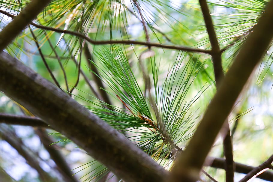 tree, pine, branch, green, nature, forest, conifer, evergreen HD wallpaper
