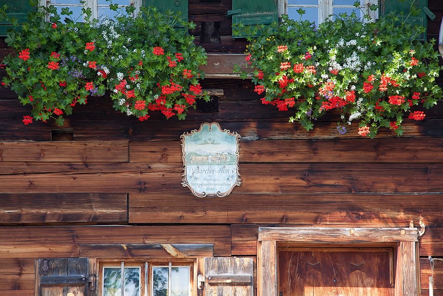 window, flower, fresh, blooming, pot, nature, construction HD wallpaper