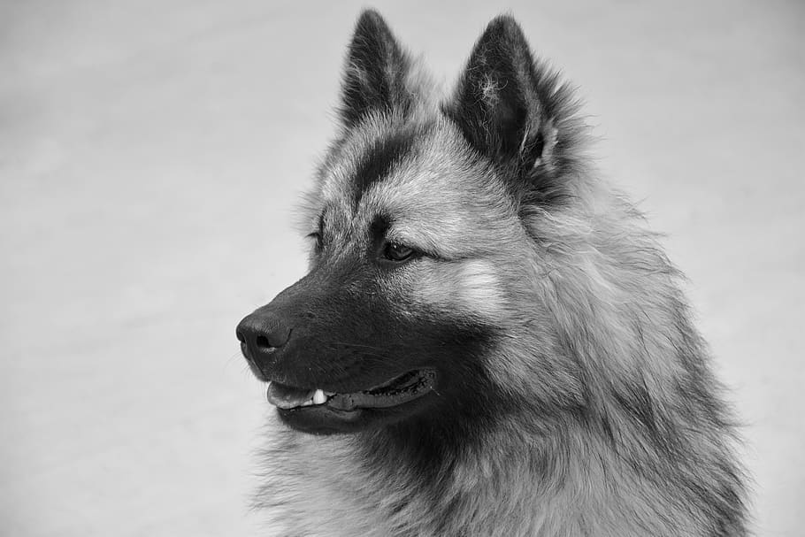 dog, dog eurasier, bitch christmas, photo black white, dog nordic, HD wallpaper
