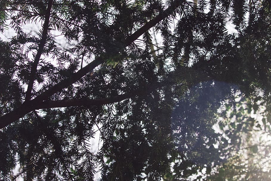 green, leaf, trees, plant, nature, low angle view, growth, forest HD wallpaper