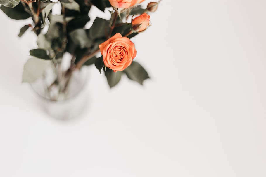 Red Roses, flower, flowering plant, rose - flower, studio shot HD wallpaper