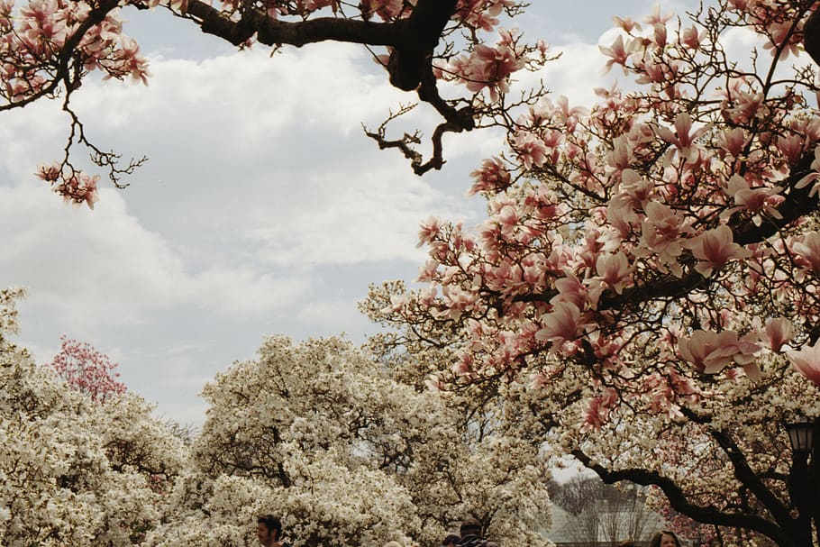 white-and-pink flowers, plant, blossom, cherry blossom, person HD wallpaper