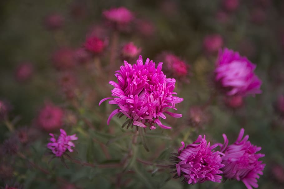 asters, bright, flower, composites, asteraceae, greeting card HD wallpaper
