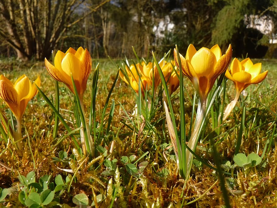 crocus, spring, yellow, flower, nature, plant, flowering plant HD wallpaper
