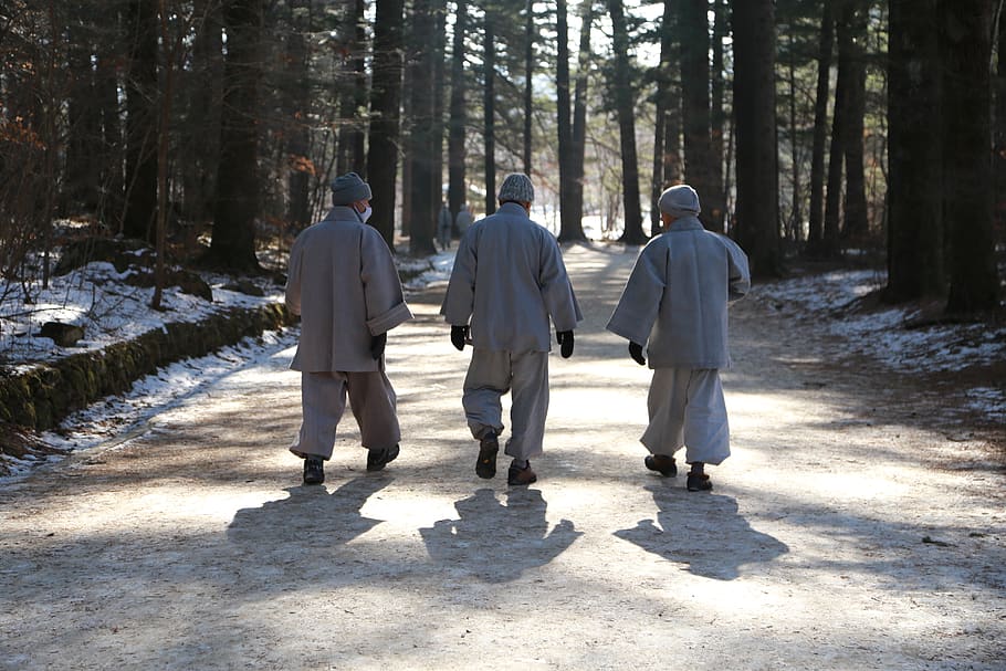 monk, monks, walk, fir forest, odaesan, winter, meditation, HD wallpaper