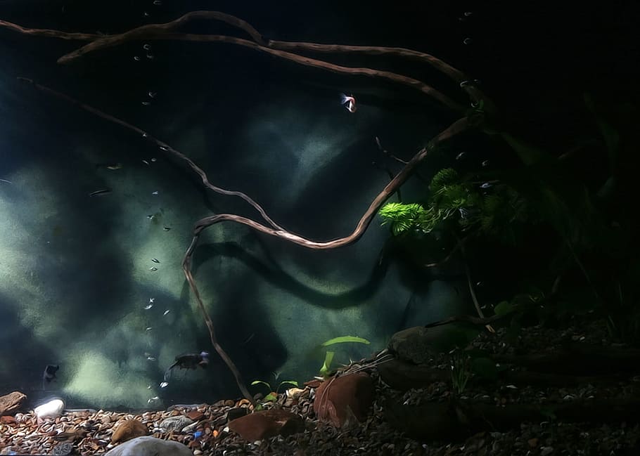 fish, image, nature, undersea, underwater, tree, night, plant HD wallpaper