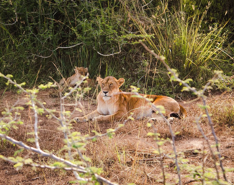 two brown lioness on forest, mammal, wildlife, animal, cougar HD wallpaper