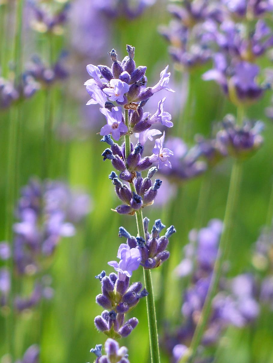 Closed Up Photo of Violet Flower, bloom, blossom, close-up, field HD wallpaper