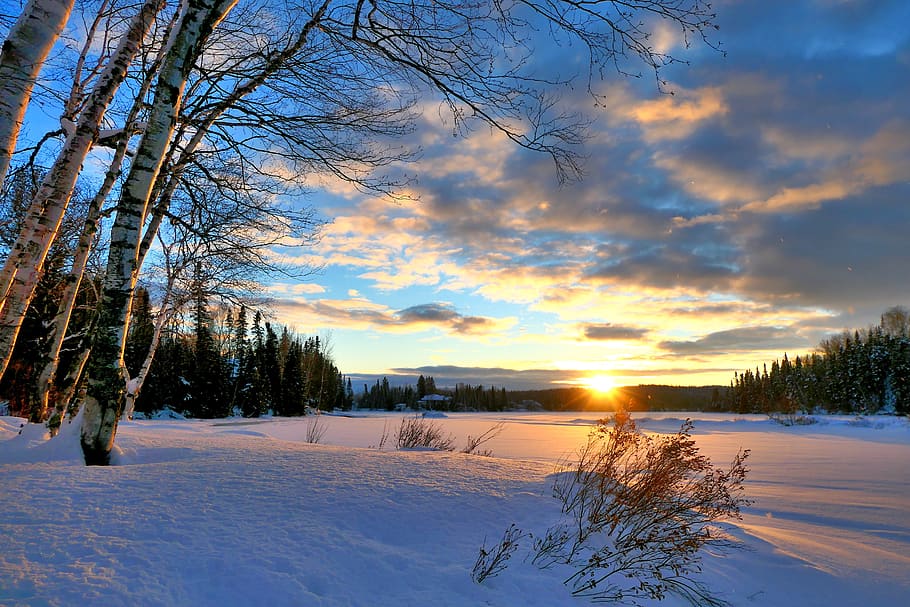 landscape, winter, sunset, snow, cold, trees, birch, fir, nature HD wallpaper