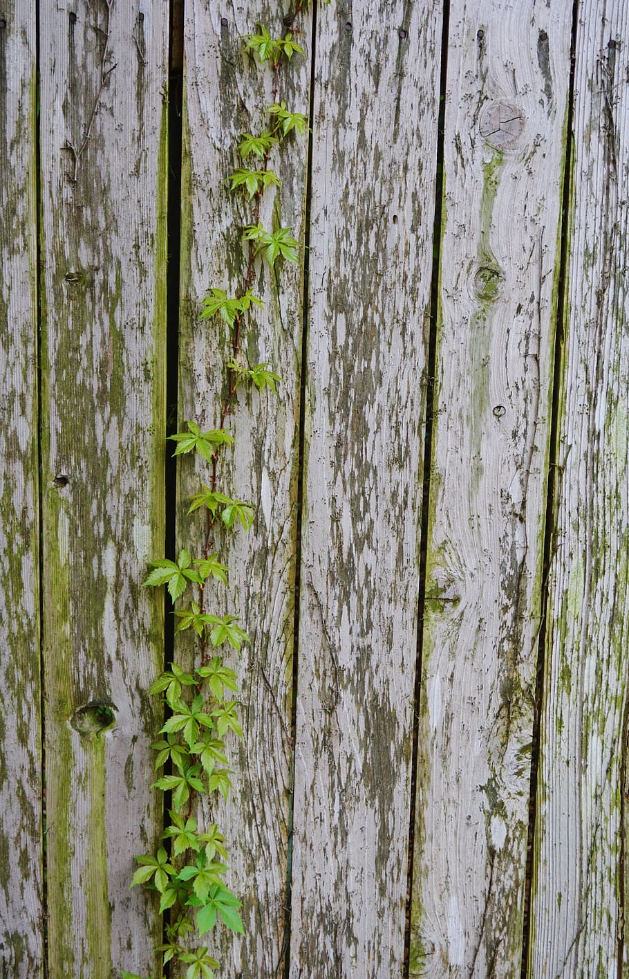 HD wallpaper: Virginia Creeper, Fence, Weathered, plant, no people ...