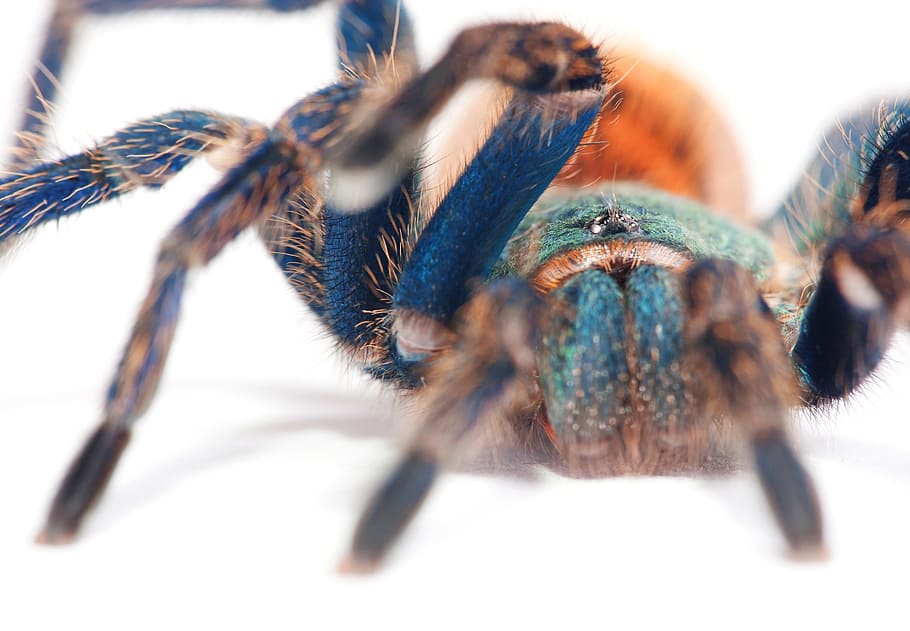 spider, web, blue, tarantula, big, closeup, isolated, photo, HD wallpaper