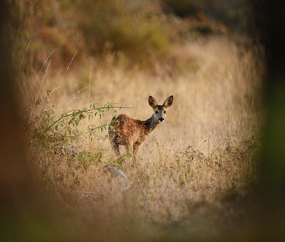 deer, nature, field, cute, animals, animal themes, mammal, one animal HD wallpaper