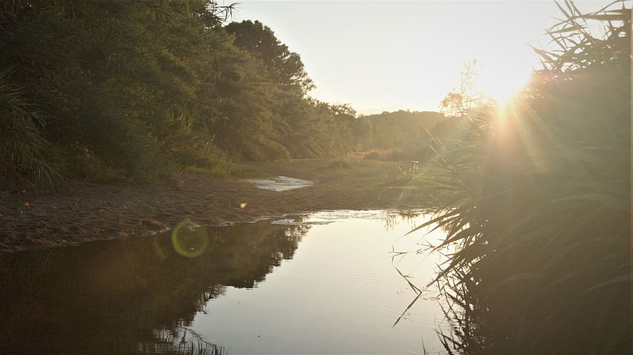summer, river, water, tree, tranquility, plant, sky, reflection HD wallpaper