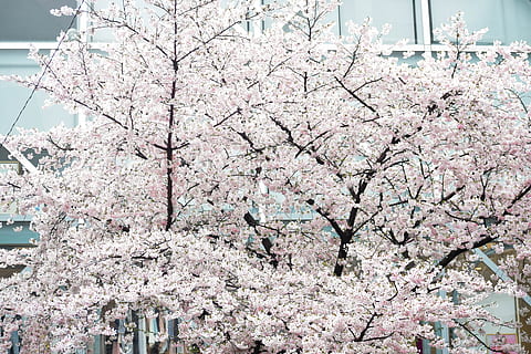 Light Pink Sakura Tree Flowers Branches In Blur Blue Sky Background 4K HD  Flowers Wallpapers | HD Wallpapers | ID #106131