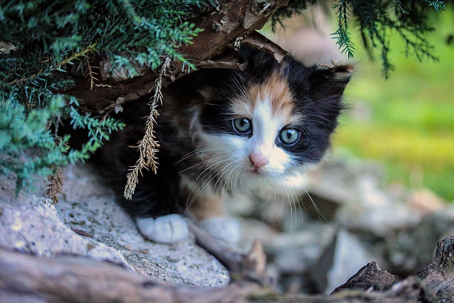 kitty, kitten, cat kid, cute, animal, pets, animal themes, mammal HD wallpaper