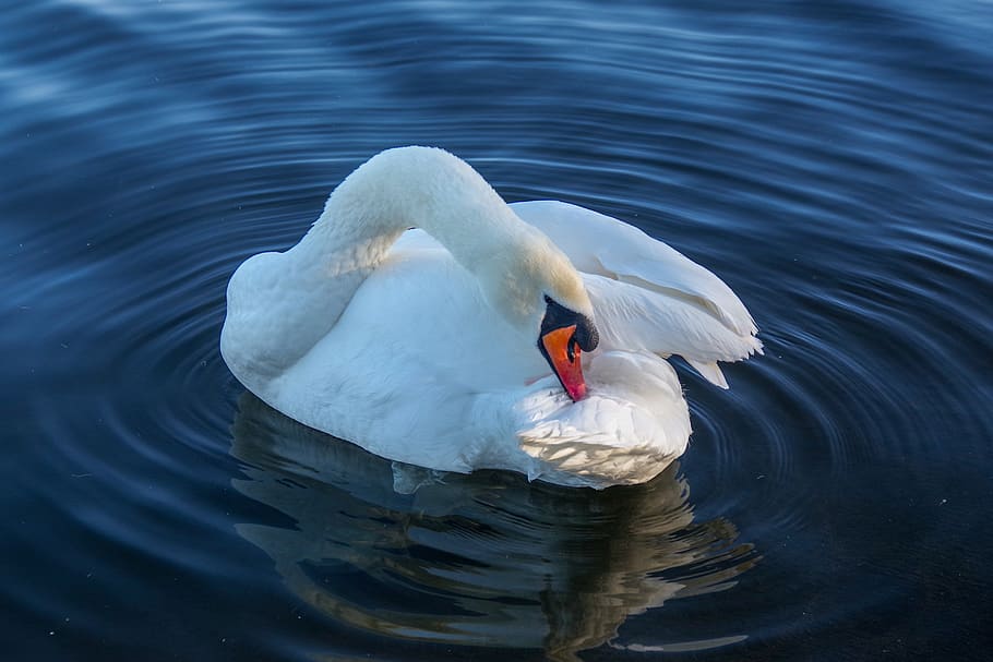swan, winter, feathers, animal wildlife, animals in the wild HD wallpaper