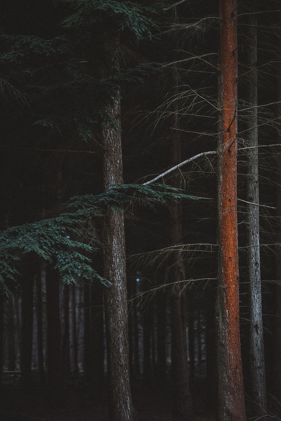 tree, leaf, pine, forest, woodland, nature, tree trunk, texture HD wallpaper