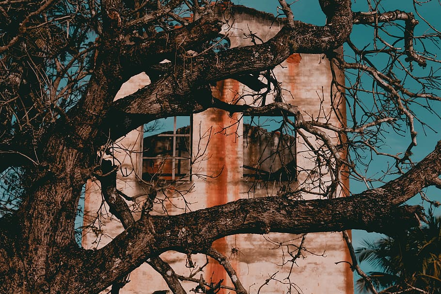 casarao, laranjais, árvore, abandonado, dark, tree, branch, HD wallpaper