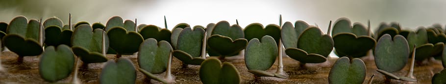 plant, cactus, aloe, leaf, blossom, lily, pond lily, flower HD wallpaper