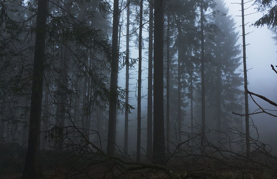 fog, forest, trees, nature, landscape, mysterious, mood, mystical HD wallpaper