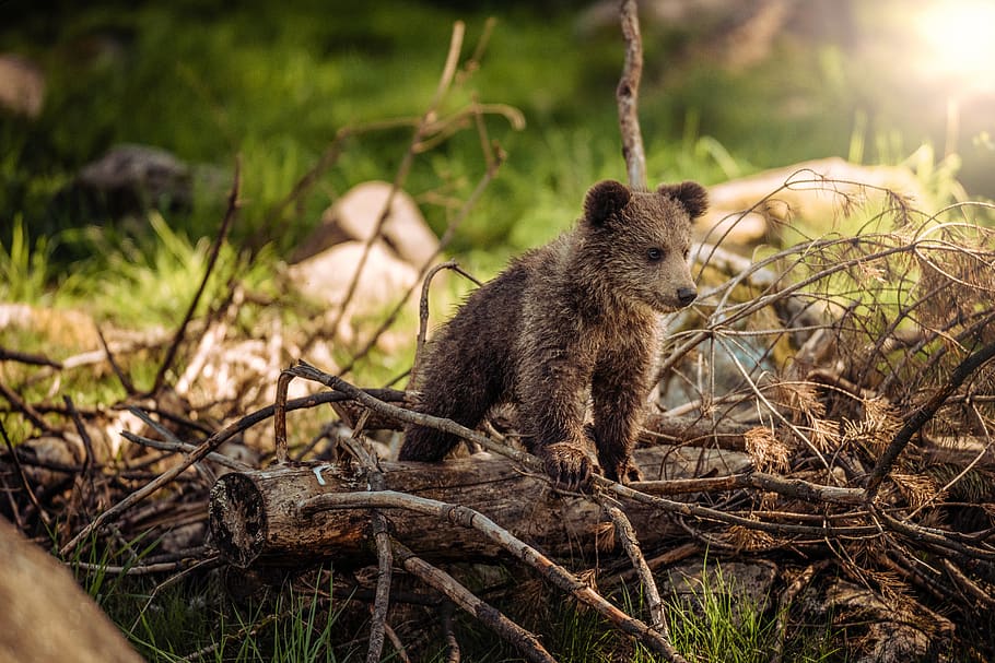 Brown Bear on Brown Wood, animal, baby, bear cub, cute, forest, HD wallpaper
