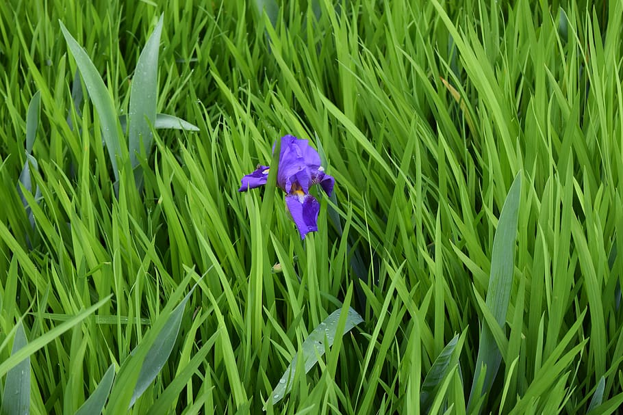 iris, flower, purple, greenery, garden, plant, growth, green color HD wallpaper
