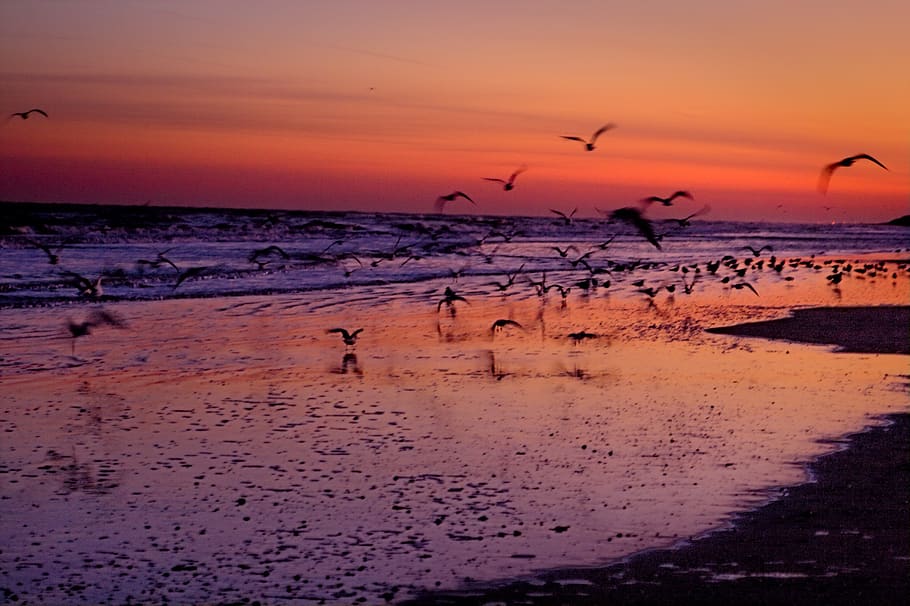 belgium, de panne, birds, orange, sunrise, waves, blue, sea, HD wallpaper