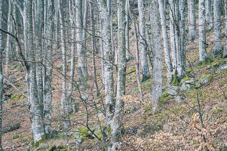 plant, tree, tree trunk, vegetation, forest, woodland, outdoors HD wallpaper