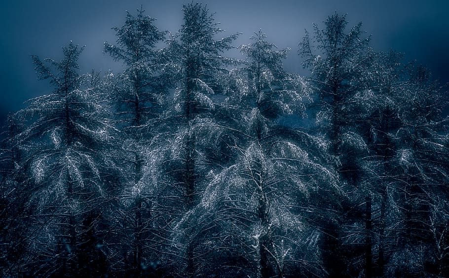 green-leafed tree, plant, fir, abies, pine, conifer, pisgah national forest HD wallpaper