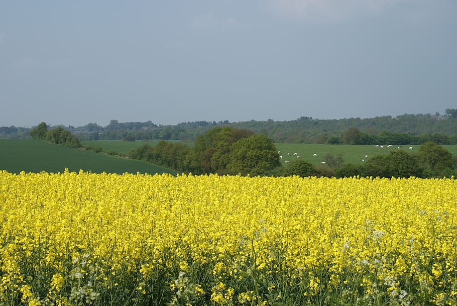 rapeseed, field, fields, nature, spring, belgium, agriculture HD wallpaper