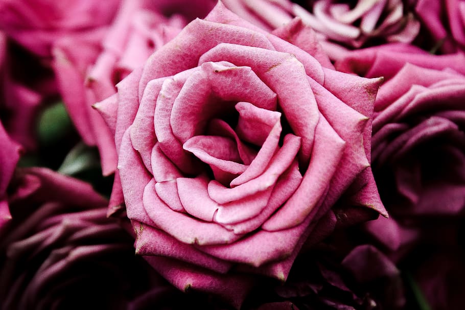 pink flowers, flowering plant, petal, beauty in nature, fragility HD wallpaper