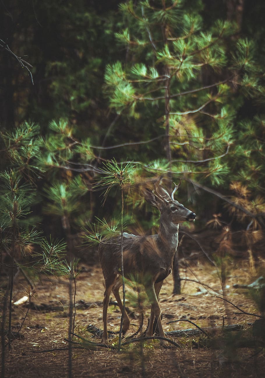 brown deer beside plants, night, star, sky, wanderlust, explore HD wallpaper
