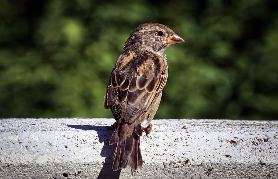 sparrow, bird, sperling, feather, plumage, animal world, close up HD wallpaper