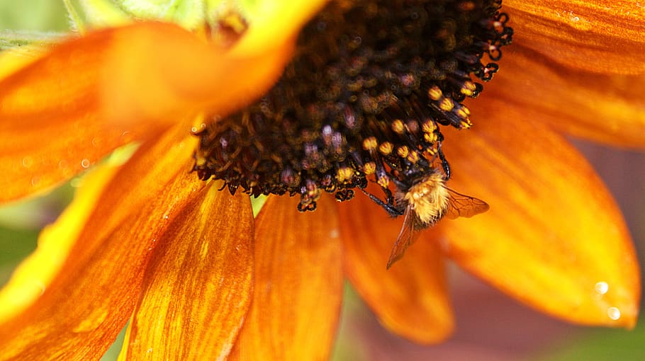 rain, sunflower, bug, summer, yellow, vegetable, pollen, flora HD wallpaper