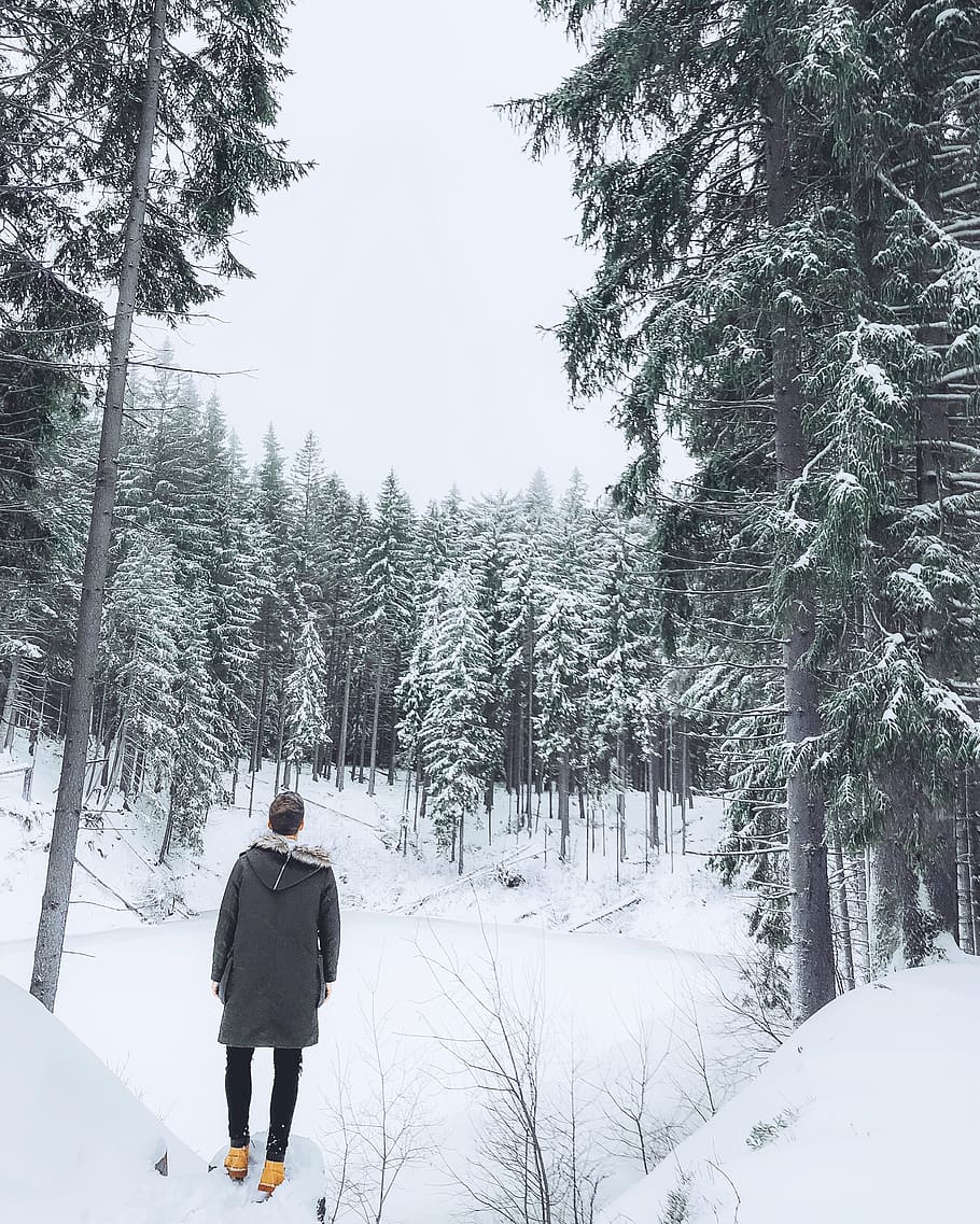 tree, nature, outdoors, snow, plant, person, human, winter HD wallpaper