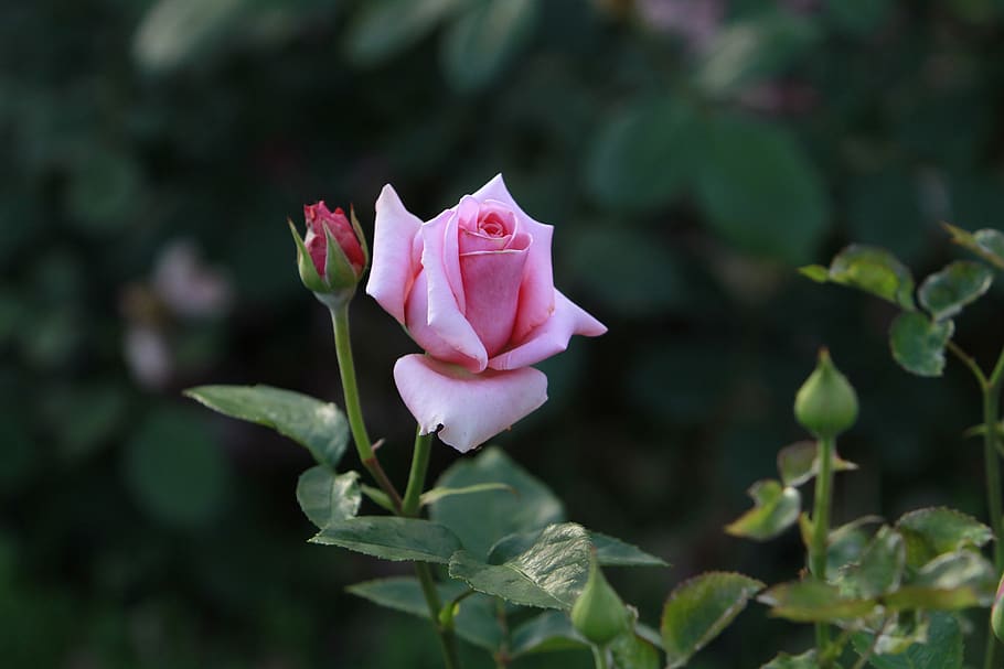 rose, flowers, flowering plant, petal, freshness, beauty in nature HD wallpaper