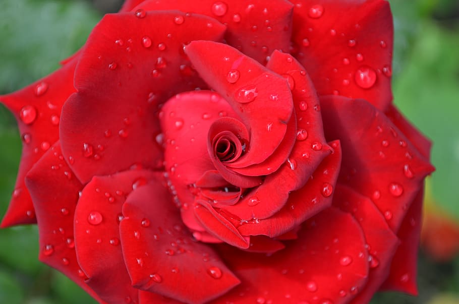 rose, red rose, bloom, love, novel, beauty, roses, flower, garden HD wallpaper