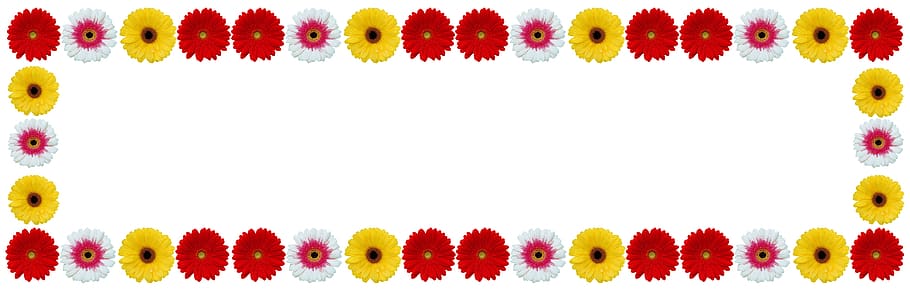 flower frame, gerbera flower, color, desktop, disjunct, summer, HD wallpaper