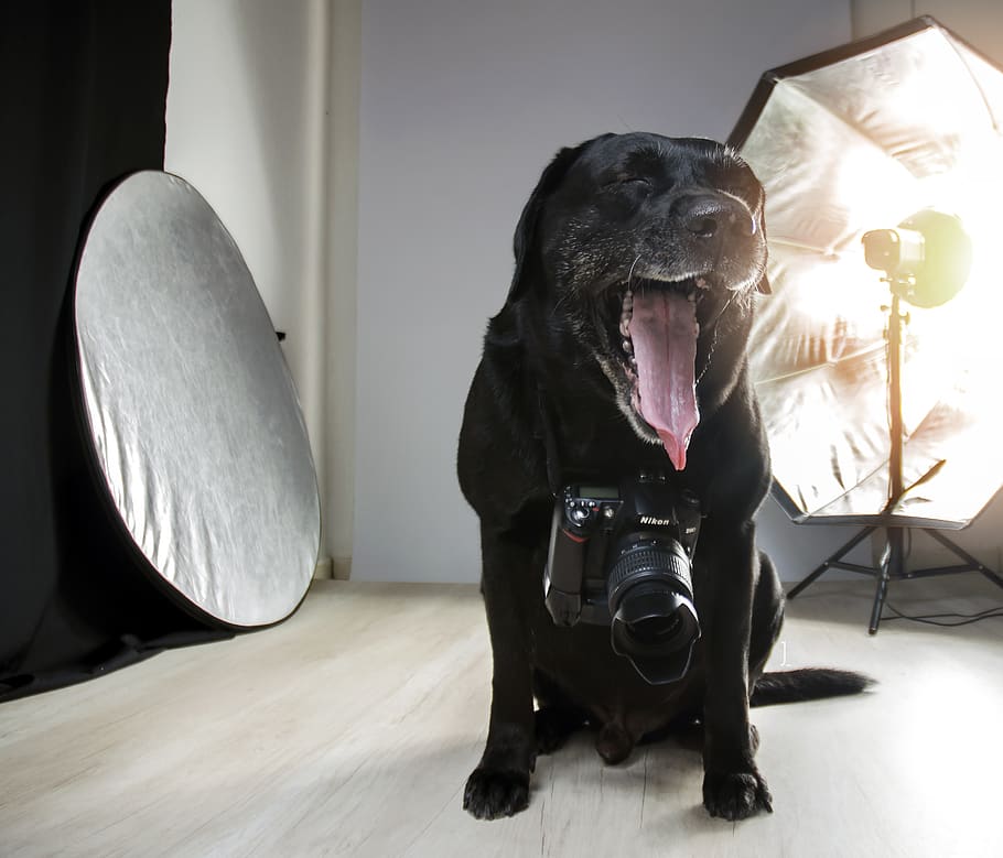 black Labrador retriever, one animal, mammal, pets, domestic HD wallpaper