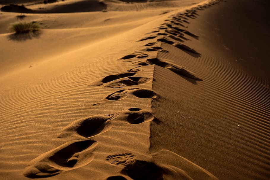 Sand Dune With Foot Prints, bush, dawn, desert, foot steps, footprints, HD wallpaper