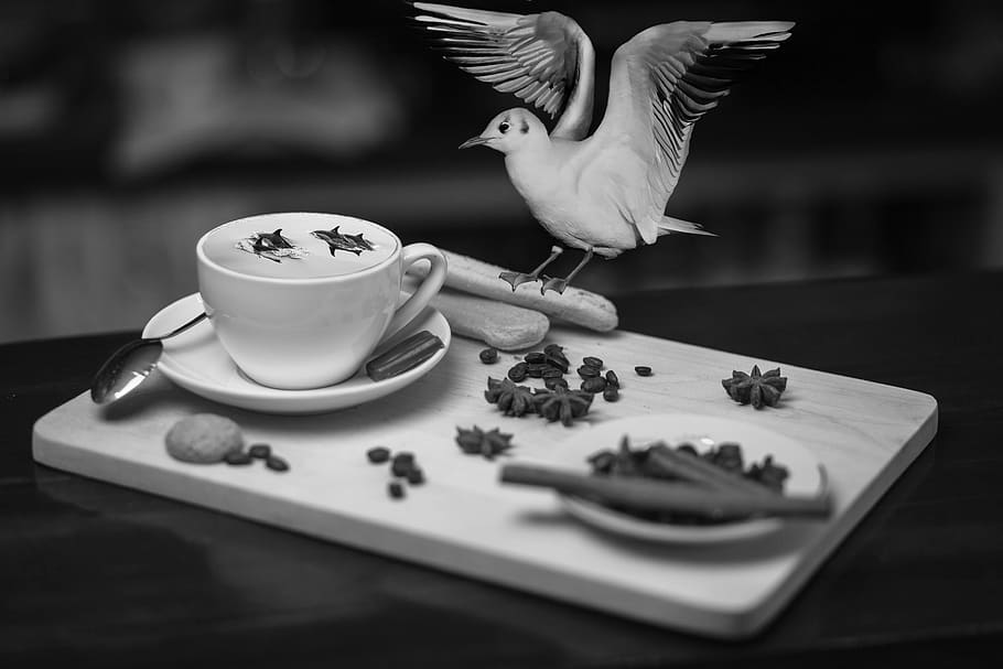 coffee, dolphins, funny, exemption, cup, composing, photomontage HD wallpaper