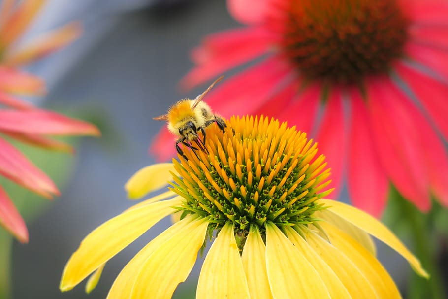hummel, acker hummel, coneflower, echinacea, pollination, nectar HD wallpaper