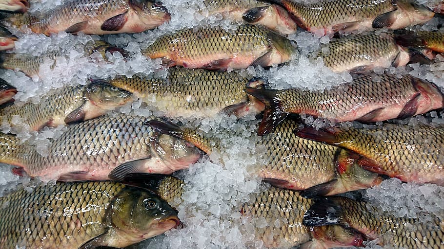 fish, carp, fresh, nature, animals, shop, ice, product, a lot HD wallpaper