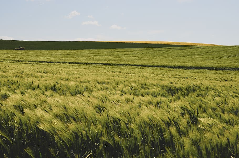 grass-field, plant, produce, food, france, grain, vegetable, landscape HD wallpaper