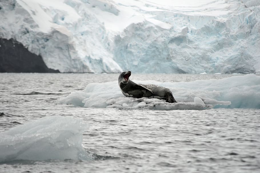 leopard, leopard seal, ice, glacier, antarctica, landscape, HD wallpaper