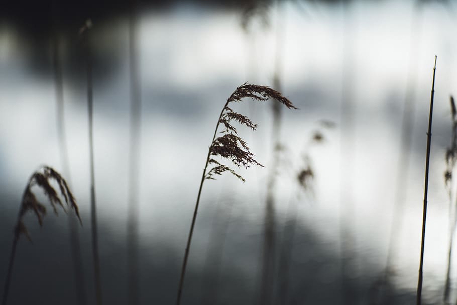 blurred background, brown, close-up, colors, environment, flowers HD wallpaper