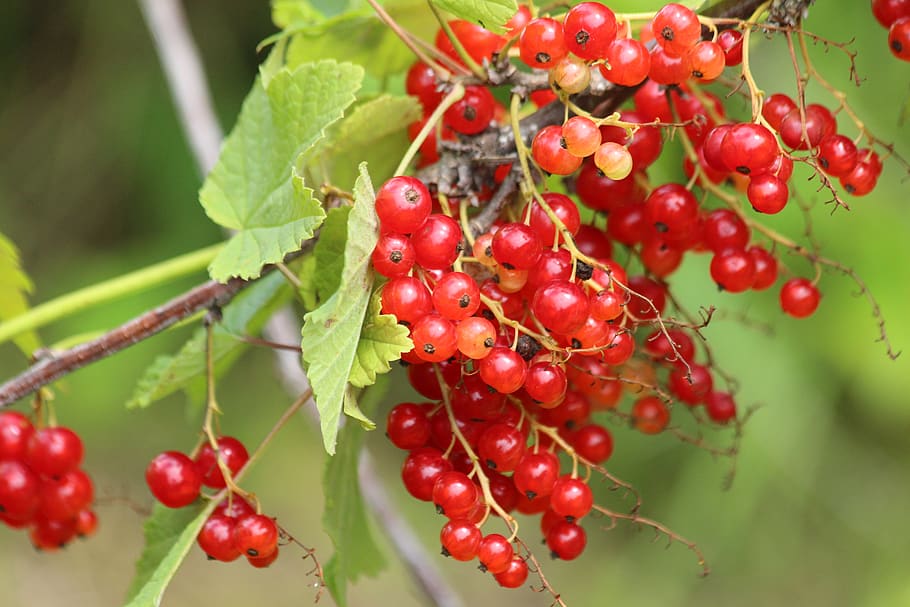 currant, berry, nature, sheet, food, red, red berry, red currant HD wallpaper